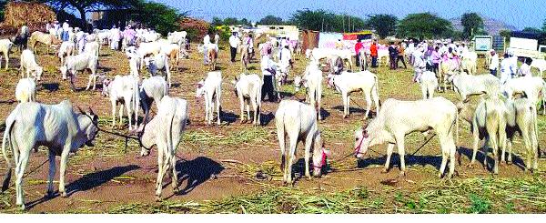Khasundit Siddhnath Poshri Yatra Starting | खरसुंडीत सिध्दनाथाची पौषी यात्रा सुरू