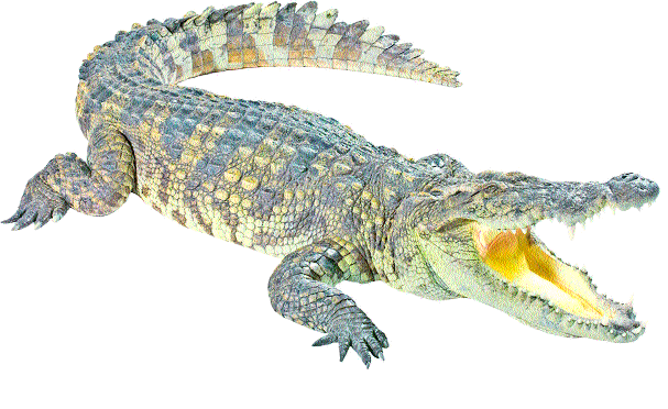 Krishna Vanarakatha scared of the free flow of the grave | मगरींच्या मुक्त वावरामुळे कृष्णाकाठावर धास्ती