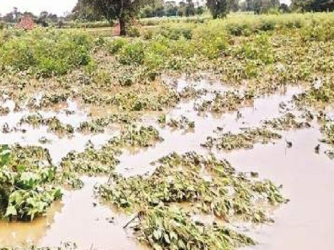 Panchnama order of crop loss due to rain issued; But the administration in the role of see after Diwali | नुकसानीमुळे शेतकरी चिंतेत! पालकमंत्री हारतुऱ्यांत, खासदार फोडाफोडीत, आमदार दिवाळीच्या जल्लोषात Panchnama order of crop loss due to rain issued; But the administration in the role of see after Diwali | नुकसानीमुळे शेतकरी चिंतेत! पालकमंत्री हारतुऱ्यांत, खासदार फोडाफोडीत, आमदार दिवाळीच्या जल्लोषात