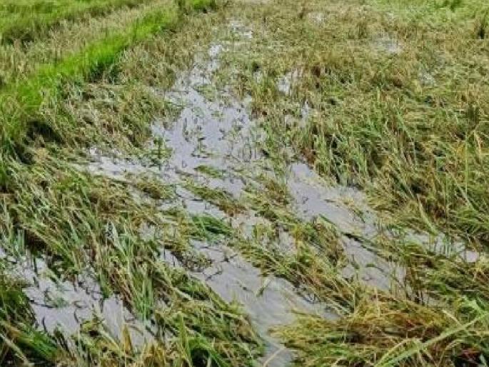 Crops in 4867 hectares of three talukas of Sangli district rotted due to heavy rains | Sangli: अतिवृष्टीमुळे तीन तालुक्यांतील ४८६७ हेक्टरमधील पिके सडली, कृषी विभागाचा अहवाल Crops in 4867 hectares of three talukas of Sangli district rotted due to heavy rains | Sangli: अतिवृष्टीमुळे तीन तालुक्यांतील ४८६७ हेक्टरमधील पिके सडली, कृषी विभागाचा अहवाल