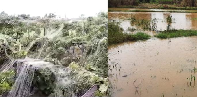 Due to untimely rains vineyards were destroyed on 70,000 acres in Sangli | अवकाळीचा फटका; सांगलीत ७० हजार एकरावर द्राक्षबागा उद्ध्वस्त झाल्याचा अंदाज Due to untimely rains vineyards were destroyed on 70,000 acres in Sangli | अवकाळीचा फटका; सांगलीत ७० हजार एकरावर द्राक्षबागा उद्ध्वस्त झाल्याचा अंदाज
