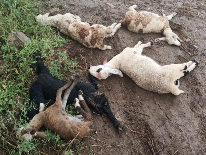 5 wolves killed in wolf attack | हिवतडमध्ये लांडग्यांच्या हल्ल्यात ४५ मेंढ्या ठार 5 wolves killed in wolf attack | हिवतडमध्ये लांडग्यांच्या हल्ल्यात ४५ मेंढ्या ठार