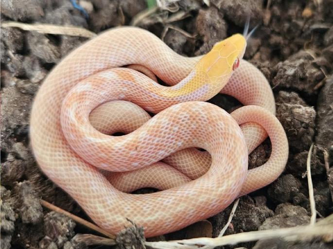 Albino smuggler snake cub found in Sangli | सांगलीत सापडले 'अल्बिनो' तस्कर सापाचे पिलू Albino smuggler snake cub found in Sangli | सांगलीत सापडले 'अल्बिनो' तस्कर सापाचे पिलू
