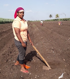 Sanjana Bagdi, a four-time national medalist from Sangli, works in a sugarcane field on a daily basis | सांगलीची चारवेळा राष्ट्रीय पदक विजेती राबतेय रोजंदारीवर