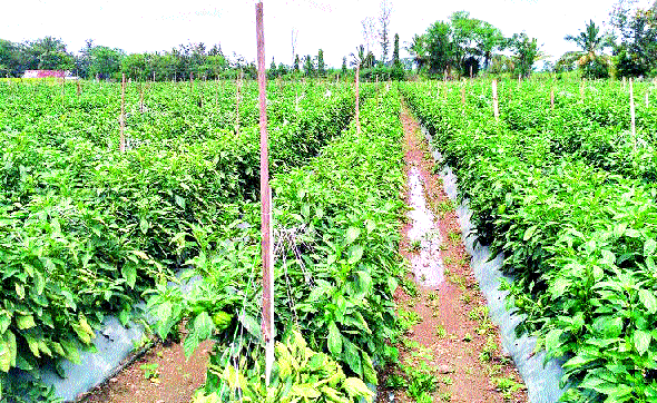 Production of one and a half acre powdered chillies of 12 lakhs | दीड एकरात ढबू मिरचीचे १२ लाखांचे उत्पादन Production of one and a half acre powdered chillies of 12 lakhs | दीड एकरात ढबू मिरचीचे १२ लाखांचे उत्पादन