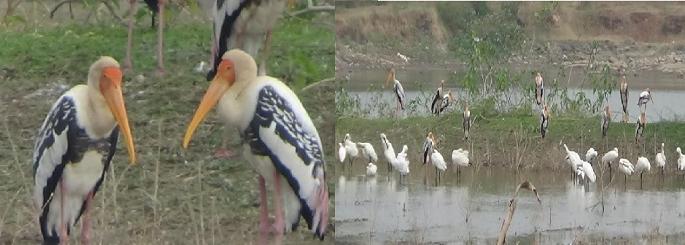 Domestic and exotic birds on the Ingle Passer Lake at Palus sangli District | सांगली : पलूसच्या तलावावर भरली देशी-विदेशी पक्ष्यांची शाळा Domestic and exotic birds on the Ingle Passer Lake at Palus sangli District | सांगली : पलूसच्या तलावावर भरली देशी-विदेशी पक्ष्यांची शाळा