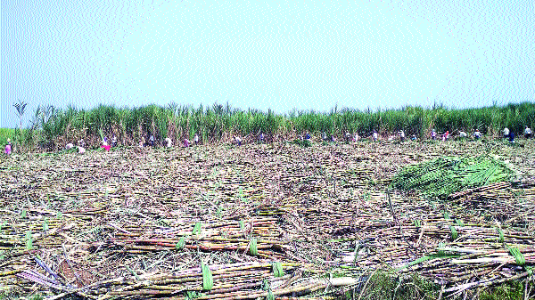 Martyrdom at the rate, Rajaram Bapu's rhythm heavy! | दरात हुतात्मा, राजारामबापूच लय भारी! Martyrdom at the rate, Rajaram Bapu's rhythm heavy! | दरात हुतात्मा, राजारामबापूच लय भारी!