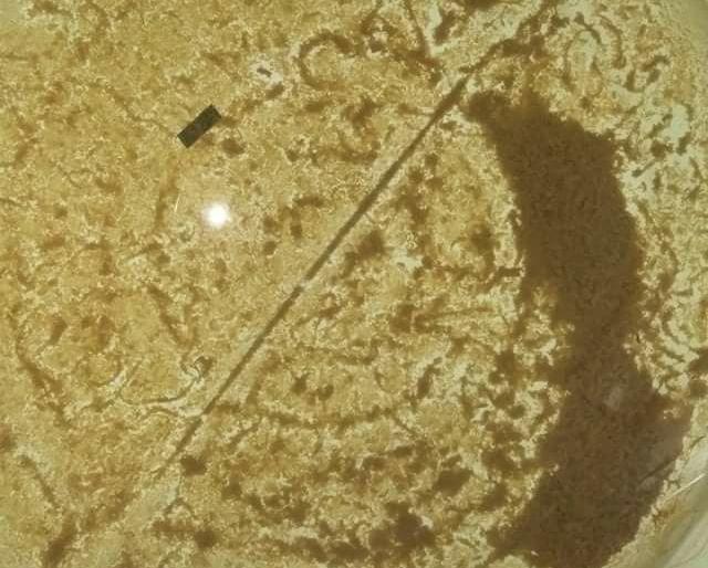 Sangalyat Alalasishrite, poor water supply, fierce social media | सांगलीत अळ्यामिश्रीत, गढुळ पाणीपुरवठा, संताप सोशल मिडियाद्वारे