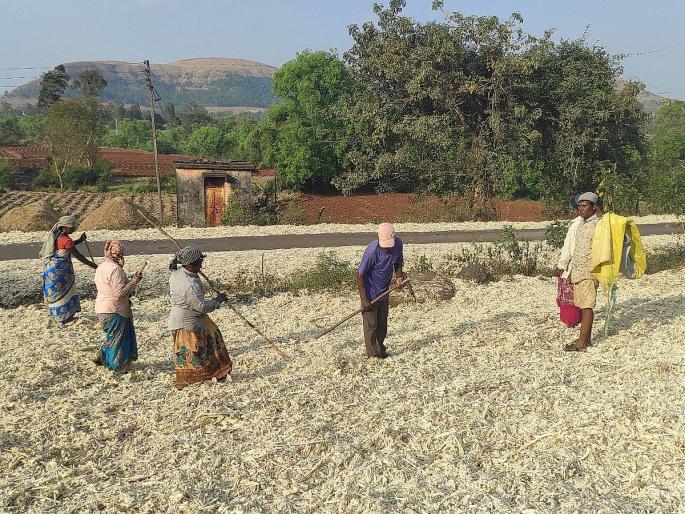 Where is the sweetness of jaggery in our life? While sifting sugarcane, the life became chipped, the laborers suffered | गुळाच्या ढेपेची गोडी आमच्या जीवनात कुठली? ऊस गाळताना आयुष्याचे झाले चिपाड, गुऱ्हाळ कामगारांच्या व्यथा