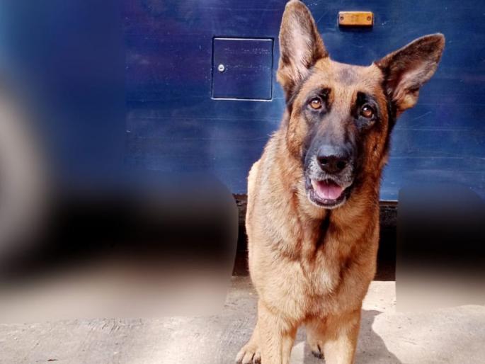 Drug-sniffing dog 'Lucy' passes away, notable achievement including catching 150 kg of marijuana | अमलीपदार्थाचा माग काढणाऱ्या ‘लुसी’ श्वानाचे निधन; दीडशे किलोचा गांजा पकडण्याबरोबर उल्लेखनीय कामगिरी Drug-sniffing dog 'Lucy' passes away, notable achievement including catching 150 kg of marijuana | अमलीपदार्थाचा माग काढणाऱ्या ‘लुसी’ श्वानाचे निधन; दीडशे किलोचा गांजा पकडण्याबरोबर उल्लेखनीय कामगिरी