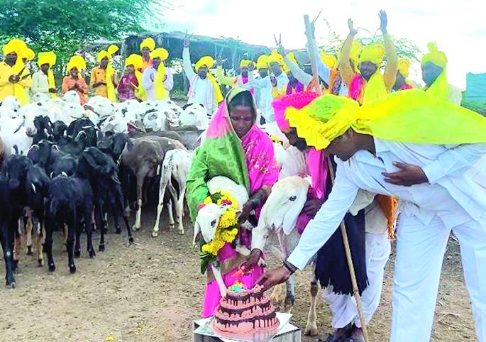 The shepherd’s lust ‘rhythm heavy’; Happy Birthday celebration of about 60 sheep | मेंढपाळाची हौस ‘लय भारी’; सांगोल्यात चक्क ६० मेंढ्याचा हॅप्पी बर्थ डे सेलिब्रेशन The shepherd’s lust ‘rhythm heavy’; Happy Birthday celebration of about 60 sheep | मेंढपाळाची हौस ‘लय भारी’; सांगोल्यात चक्क ६० मेंढ्याचा हॅप्पी बर्थ डे सेलिब्रेशन