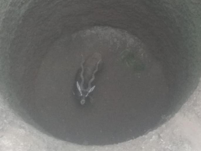 Deer for two days in a dry well | कोरड्या विहिरीत दोन दिवसापासून काळवीटाची मृत्यूशी झुंज Deer for two days in a dry well | कोरड्या विहिरीत दोन दिवसापासून काळवीटाची मृत्यूशी झुंज