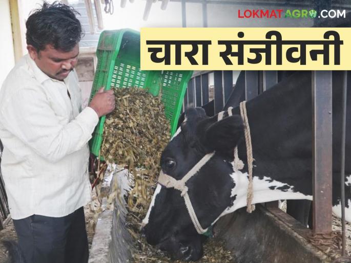 This fodder is giving life to the dairy industry to face fodder shortage | चाराटंचाईला तोंड देण्यासाठी हा चारा देतोय दुग्धव्यवसायाला संजीवनी This fodder is giving life to the dairy industry to face fodder shortage | चाराटंचाईला तोंड देण्यासाठी हा चारा देतोय दुग्धव्यवसायाला संजीवनी