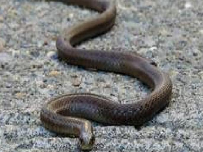 Ten year old girl died of snakebite while sleeping in Pawas Ratnagiri | Ratnagiri: सर्पदंशाने दहा वर्षीय मुलीचा मृत्यू, पावस येथील घटना Ten year old girl died of snakebite while sleeping in Pawas Ratnagiri | Ratnagiri: सर्पदंशाने दहा वर्षीय मुलीचा मृत्यू, पावस येथील घटना