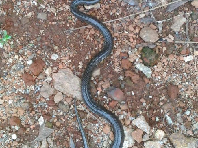 Rare species of snake found in Shahuwadi | शाहूवाडीत आढळला दुर्मिळ जातीचा साप Rare species of snake found in Shahuwadi | शाहूवाडीत आढळला दुर्मिळ जातीचा साप