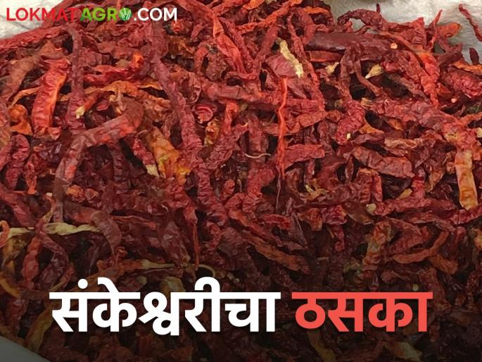 Sankeshwar Chili brand continues to dominate the market; How is the market price? | बाजारात संकेश्वर मिरची ब्रँडचा दबदबा कायम; कसा मिळतोय बाजारभाव Sankeshwar Chili brand continues to dominate the market; How is the market price? | बाजारात संकेश्वर मिरची ब्रँडचा दबदबा कायम; कसा मिळतोय बाजारभाव