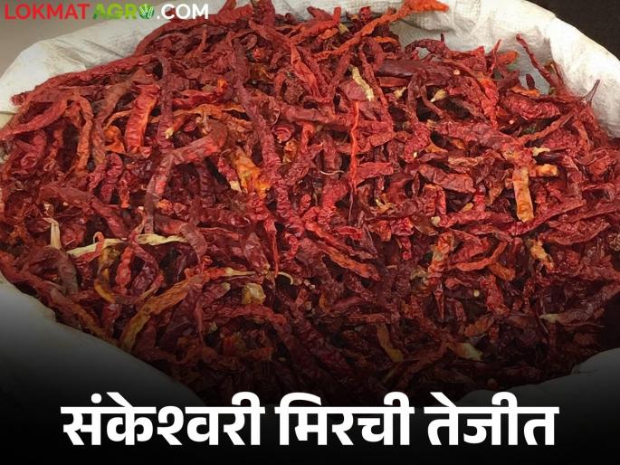 Sankeshwari Mirchi Bajar Bhav : Nanded's Sankeshwari chilli is in demand in Gadhinglaj market; How did you get the price? | Sankeshwari Mirchi Bajar Bhav : नांदेडच्या संकेश्वरी मिरचीची गडहिंग्लज मार्केटला हवा; कसा मिळाला दर? Sankeshwari Mirchi Bajar Bhav : Nanded's Sankeshwari chilli is in demand in Gadhinglaj market; How did you get the price? | Sankeshwari Mirchi Bajar Bhav : नांदेडच्या संकेश्वरी मिरचीची गडहिंग्लज मार्केटला हवा; कसा मिळाला दर?