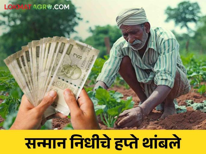 PM Kisan Yojana: Boycott of the Agriculture Department on the work of the PM Kisan nidhi, how will the farmers mistakes be corrected? | PM Kisan Yojana: शेतकरी सन्मान निधीच्या कामावर कृषी विभागाचा बहिष्कार, चुका दुरुस्त होणार कशा? PM Kisan Yojana: Boycott of the Agriculture Department on the work of the PM Kisan nidhi, how will the farmers mistakes be corrected? | PM Kisan Yojana: शेतकरी सन्मान निधीच्या कामावर कृषी विभागाचा बहिष्कार, चुका दुरुस्त होणार कशा?