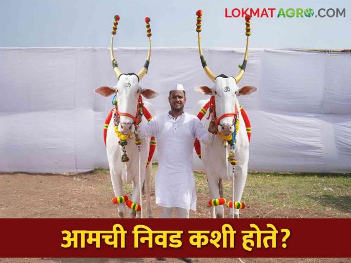 Pandharpur Wari: How are the bullocks selected for the palakhi sohala? | Pandharpur Wari पालखी सोहळ्यासाठी बैलजोडीची निवड कशी केली जाते? Pandharpur Wari: How are the bullocks selected for the palakhi sohala? | Pandharpur Wari पालखी सोहळ्यासाठी बैलजोडीची निवड कशी केली जाते?