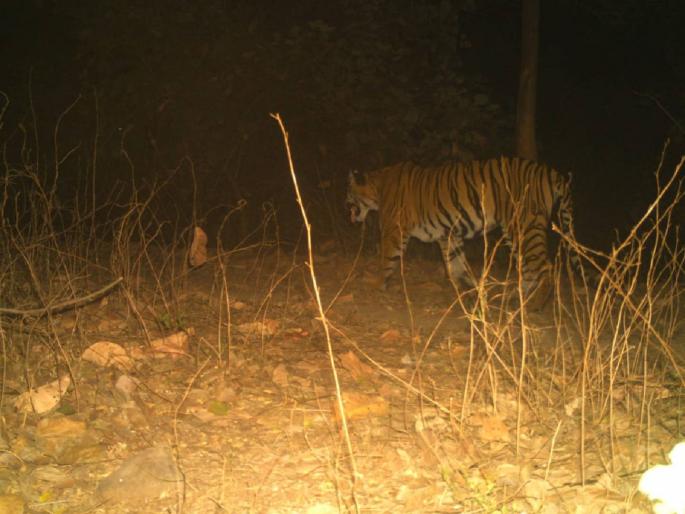 Finally, the mother of the dead calf was caught on camera; Life of forest officials in danger | अखेर मृत बछड्यांची आई कॅमेऱ्यात ट्रॅप; वन अधिकाऱ्यांचा जीव भांड्यात Finally, the mother of the dead calf was caught on camera; Life of forest officials in danger | अखेर मृत बछड्यांची आई कॅमेऱ्यात ट्रॅप; वन अधिकाऱ्यांचा जीव भांड्यात