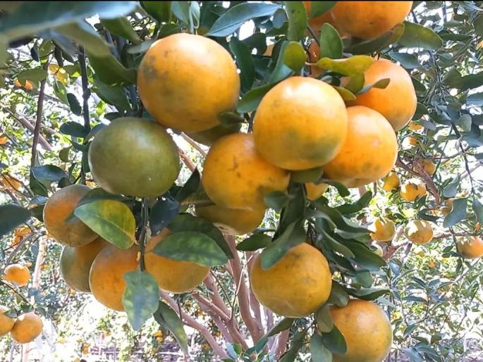 Fungal disease attacks on oranges after hail; A crisis facing producers | गारपिटीनंतर संत्र्यावर बुरशी रोगाचा अटॅक; उत्पादकांसमोर संकट Fungal disease attacks on oranges after hail; A crisis facing producers | गारपिटीनंतर संत्र्यावर बुरशी रोगाचा अटॅक; उत्पादकांसमोर संकट