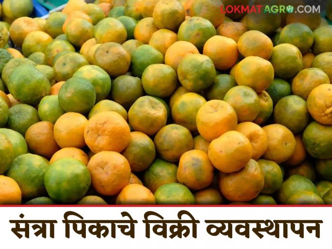 Orange Planting Techniques: This is the mantra for economic growth through the sweetness of oranges. Read in detail. | Orange Planting Techniques : संत्र्याच्या गोडव्यातून आर्थिक उन्नतीचा 'हा' आहे मंत्र वाचा सविस्तर Orange Planting Techniques: This is the mantra for economic growth through the sweetness of oranges. Read in detail. | Orange Planting Techniques : संत्र्याच्या गोडव्यातून आर्थिक उन्नतीचा 'हा' आहे मंत्र वाचा सविस्तर