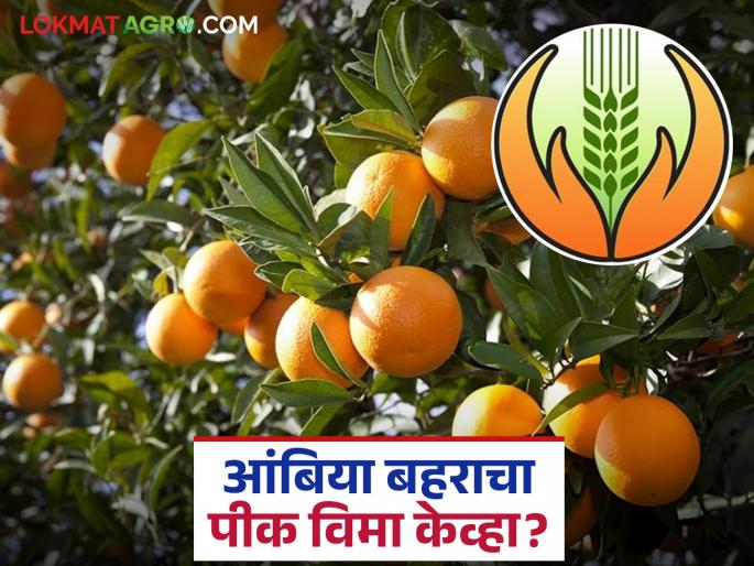 latest news Ambiya Bahar Crop Insurance: 2024 Ambiya Bahar Crop Insurance; Delay in insurance refunds Read in detail | Ambiya Bahar Crop Insurance : २०२४ आंबिया बहर पीक विमा; विमा परताव्यात विलंब वाचा सविस्तर
