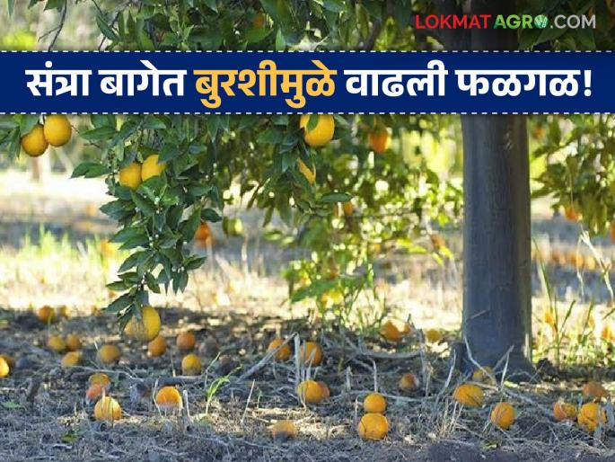 latest news Citrus Fruit Protection: Prevent fruit rot in orange orchard; Get a bountiful harvest by spraying on time Read in detail | Citrus Fruit Protection : संत्रा बागेत फळगळ रोखा; वेळेवर फवारणीने मिळवा भरघोस उत्पादन वाचा सविस्तर