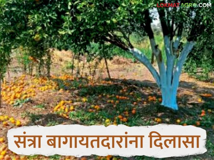 Orange fruit crop: Aid announced for orange fruit crop; Read in detail which farmers will get the benefit | Orange fruit crop : संत्रावर्गीय फळ पिकास मदत जाहीर; कोणत्या शेतकऱ्यांना मिळणार लाभ ते वाचा सविस्तर Orange fruit crop: Aid announced for orange fruit crop; Read in detail which farmers will get the benefit | Orange fruit crop : संत्रावर्गीय फळ पिकास मदत जाहीर; कोणत्या शेतकऱ्यांना मिळणार लाभ ते वाचा सविस्तर