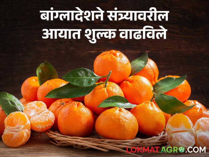 Latest News Bangladesh's decision to increase import duty orange growers in trouble | Orange Import duty : बांग्लादेश सरकारचा एक निर्णय, संत्रा उत्पादक अडचणीत, निर्यातीचं गणित काय? Latest News Bangladesh's decision to increase import duty orange growers in trouble | Orange Import duty : बांग्लादेश सरकारचा एक निर्णय, संत्रा उत्पादक अडचणीत, निर्यातीचं गणित काय?