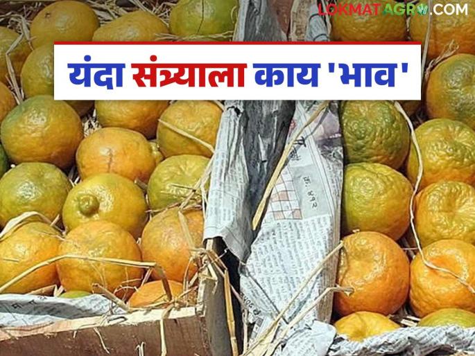 Orange Market: latest news The price of Mrig Bahar orange has been fixed; Read in detail what the prices will be. | Orange Market: मृग बहाराच्या संत्र्याचा ठरला भाव; कसे असतील दर ते वाचा सविस्तर Orange Market: latest news The price of Mrig Bahar orange has been fixed; Read in detail what the prices will be. | Orange Market: मृग बहाराच्या संत्र्याचा ठरला भाव; कसे असतील दर ते वाचा सविस्तर