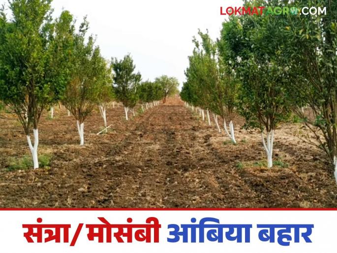 What should be done to get Ambia Bahar in heavy soil for orange/citrus crops? Read in detail | संत्रा/मोसंबी पिकांसाठी भारी जमिनीत आंबिया बहार घेण्यासाठी काय करावे? वाचा सविस्तर What should be done to get Ambia Bahar in heavy soil for orange/citrus crops? Read in detail | संत्रा/मोसंबी पिकांसाठी भारी जमिनीत आंबिया बहार घेण्यासाठी काय करावे? वाचा सविस्तर