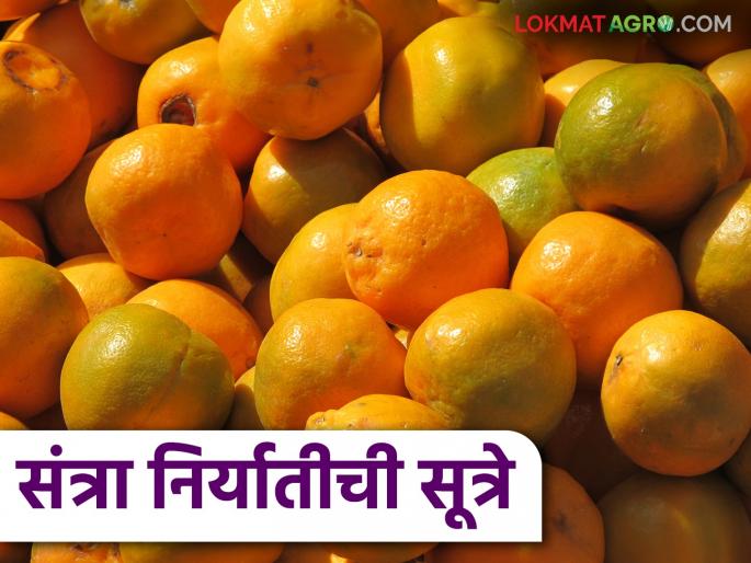 Orange Export : How to export oranges to the European market? What measures will you take? | Orange Export : युरोपियन बाजारपेठेत संत्रा निर्यातीसाठी कसे हवे फळ? काय कराल उपाययोजना Orange Export : How to export oranges to the European market? What measures will you take? | Orange Export : युरोपियन बाजारपेठेत संत्रा निर्यातीसाठी कसे हवे फळ? काय कराल उपाययोजना