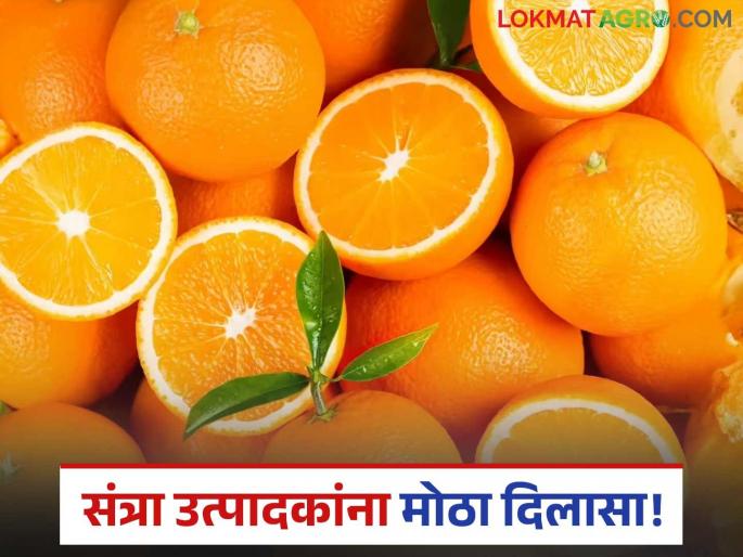 latest news Orange Grower: Big relief for farmers! Corporation will get control of Katol factory | Orange Grower : शेतकऱ्यांसाठी मोठा दिलासा! महामंडळाला मिळणार काटोल कारखान्याचा ताबा latest news Orange Grower: Big relief for farmers! Corporation will get control of Katol factory | Orange Grower : शेतकऱ्यांसाठी मोठा दिलासा! महामंडळाला मिळणार काटोल कारखान्याचा ताबा