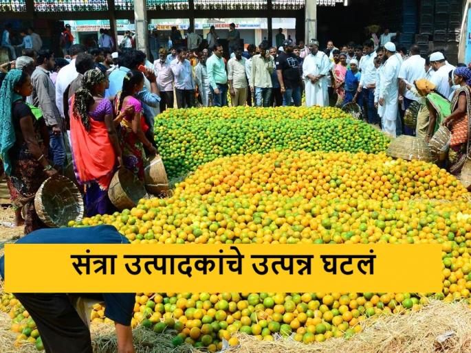 Latest News Average income of orange growers fell by 150 percent in five years | संत्रा उत्पादकांचे उत्पन्न दुप्पट हाेण्याऐवजी १५० टक्क्यांनी घटले, नेमके कारण काय? 