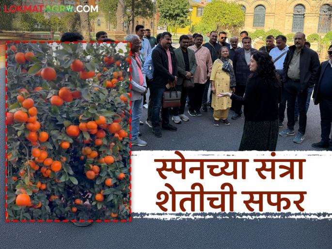 Latest News Agriculture News farmers in Maharashtra are attracted to orange farming in Valencia spain | Valencia Orange Farming : हेक्टरी 70 टन उत्पादन, महाराष्ट्रातील शेतकऱ्यांना व्हॅलेन्सियातील संत्रा शेतीची भुरळ  Latest News Agriculture News farmers in Maharashtra are attracted to orange farming in Valencia spain | Valencia Orange Farming : हेक्टरी 70 टन उत्पादन, महाराष्ट्रातील शेतकऱ्यांना व्हॅलेन्सियातील संत्रा शेतीची भुरळ