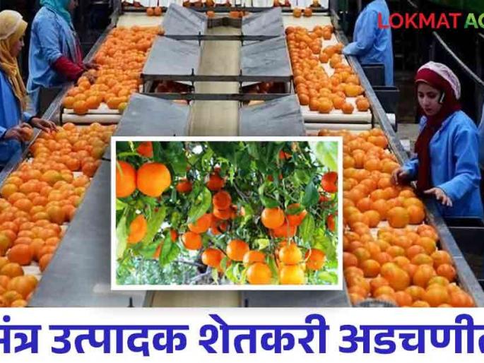 Orange Export : Nagpuri oranges are exported to only two countries; Extreme apathy at the government level | Orange Export : नागपूरी संत्रा केवळ दोन देशांतच रवाना; शासकीय स्तरावर कमालीची उदासीनता Orange Export : Nagpuri oranges are exported to only two countries; Extreme apathy at the government level | Orange Export : नागपूरी संत्रा केवळ दोन देशांतच रवाना; शासकीय स्तरावर कमालीची उदासीनता