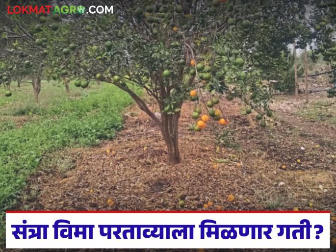 latest news Orange Crop Insurance: Orange insurance refunds accelerate; Farmers will get big benefits Read in detail | Orange Crop Insurance : संत्रा विमा परताव्याला गती; शेतकऱ्यांना मिळणार मोठा फायदा वाचा सविस्तर