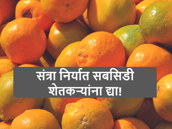 Latest news range export subsidy should be given to farmers instead of exporters, read in detail | Orange Export Subsidy : संत्रा निर्यात सबसिडी निर्यातदारांना नव्हे तर शेतकऱ्यांना द्या, कारण... वाचा सविस्तर Latest news range export subsidy should be given to farmers instead of exporters, read in detail | Orange Export Subsidy : संत्रा निर्यात सबसिडी निर्यातदारांना नव्हे तर शेतकऱ्यांना द्या, कारण... वाचा सविस्तर