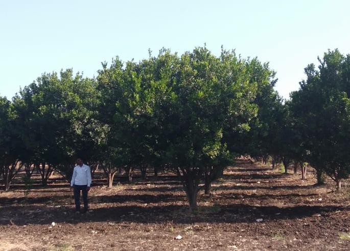 Orange garden bloom in drought situation! | दुष्काळी परिस्थितीतही फुलविली संत्रा बाग ! Orange garden bloom in drought situation! | दुष्काळी परिस्थितीतही फुलविली संत्रा बाग !