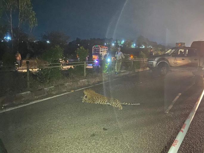 Leopard killed in Accident on Nashik-Mumbai highway | नाशिक-मुंबई महामार्गावर वाहनाच्या धडकेत बिबट्या ठार Leopard killed in Accident on Nashik-Mumbai highway | नाशिक-मुंबई महामार्गावर वाहनाच्या धडकेत बिबट्या ठार