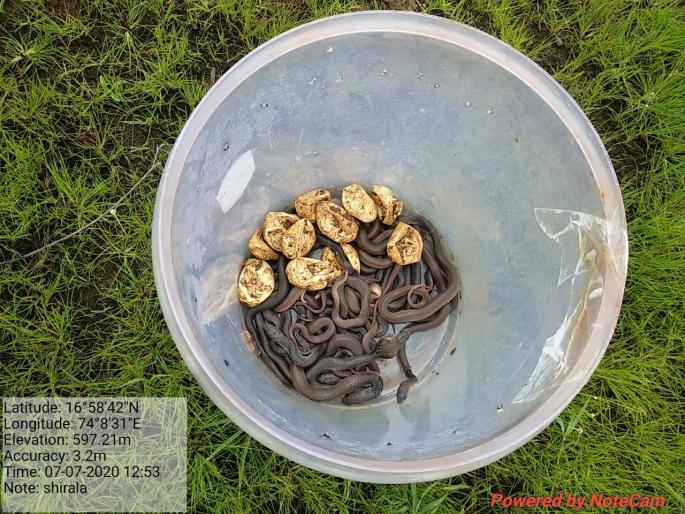 This is a baby snake on the background of Nagpanchami | नागपंचमीच्या पार्श्वभूमीवर शिराळा वनपरिक्षेत्रात सापडली नागाची पिल्ली This is a baby snake on the background of Nagpanchami | नागपंचमीच्या पार्श्वभूमीवर शिराळा वनपरिक्षेत्रात सापडली नागाची पिल्ली