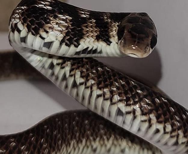 Record of egg-eating snakes in the red zone; A rare cobra was also found | रेड झोनमधील अंडीखाऊ सापाची परतवाड्यात नोंद; दुर्मिळ पोवळा सापही आढळला