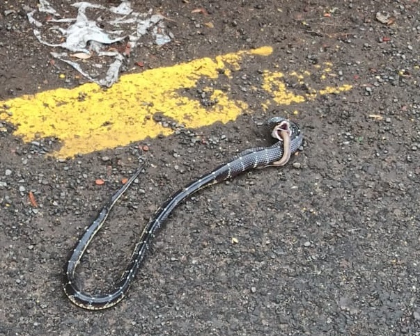 A snake swallowed by a poisonous bead on the street; Types of twin Solapur | भर रस्त्यावर अतिविषारी मण्यारने गिळला साप; जुळे सोलापुरातील प्रकार A snake swallowed by a poisonous bead on the street; Types of twin Solapur | भर रस्त्यावर अतिविषारी मण्यारने गिळला साप; जुळे सोलापुरातील प्रकार