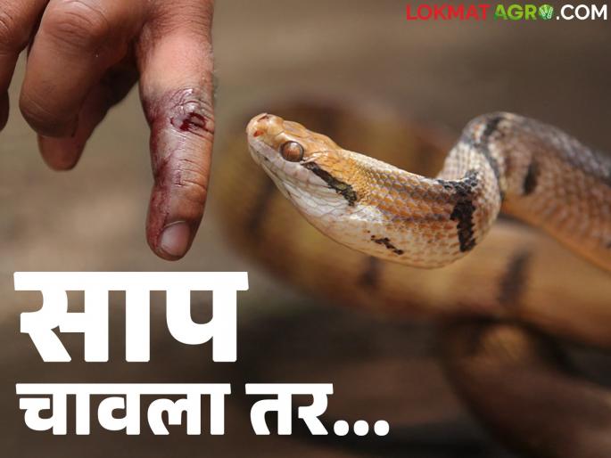 Snakebite : The risk of snakebite is highest during the monsoon; What to do if bitten by a snake? | Sarpdansh : पावसाळ्यात सर्पदंशाचा सर्वाधिक धोका; साप चावला तर काय कराल?