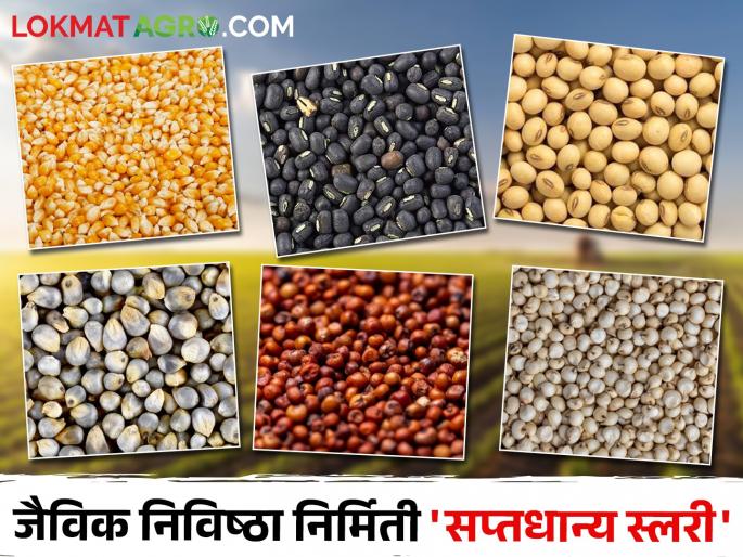 Make a slurry from these seven grains that will keep the soil healthy | या सात धान्यांपासून तयार करा अशी स्लरी, जी ठेवेल मातीची तब्येत बरी Make a slurry from these seven grains that will keep the soil healthy | या सात धान्यांपासून तयार करा अशी स्लरी, जी ठेवेल मातीची तब्येत बरी