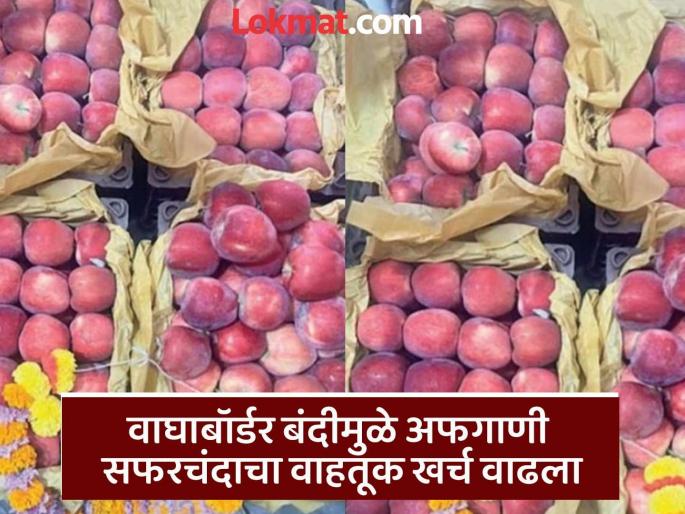 pune news afghan migrants arrive in Pune across the sea; increase by Rs 100 to Rs 200 compared to last year | समुद्र ओलांडून अफगाणी सफरंचद पुण्यात दाखल; तुलनेत १०० ते २०० रुपयांनी वाढ pune news afghan migrants arrive in Pune across the sea; increase by Rs 100 to Rs 200 compared to last year | समुद्र ओलांडून अफगाणी सफरंचद पुण्यात दाखल; तुलनेत १०० ते २०० रुपयांनी वाढ