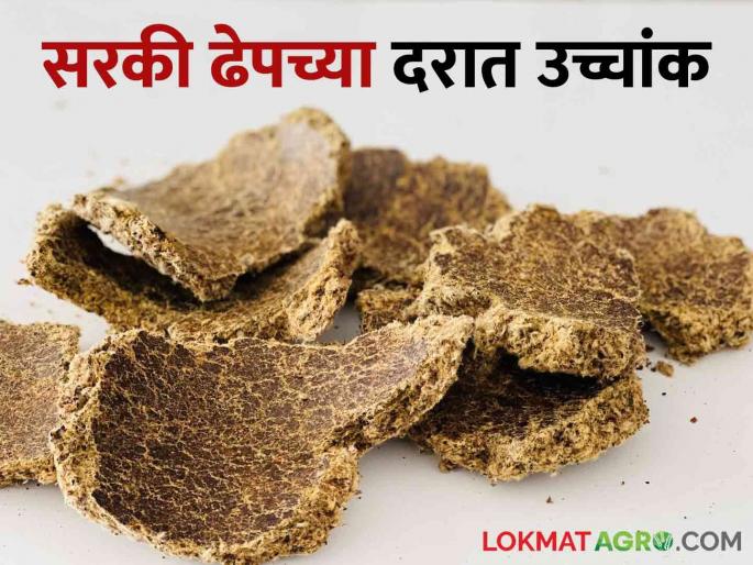 A peak in Sarki Dhep rates; Demand for resumption of edible oil futures market | सरकी ढेपच्या दरात उच्चांक; खाद्यतेलाचा वायदा बाजार पुन्हा सुरू करण्याची मागणी A peak in Sarki Dhep rates; Demand for resumption of edible oil futures market | सरकी ढेपच्या दरात उच्चांक; खाद्यतेलाचा वायदा बाजार पुन्हा सुरू करण्याची मागणी