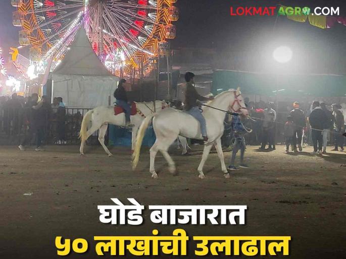 Latest News Agriculture News 137 horses sold in Sarangkheda Yatra, turnover of Rs 55 lakhs in two days | Sarangkheda Yatra : सारंगखेडा यात्रेत 137 घोड्यांची विक्री, दोन दिवसांत तब्बल 55 लाखांची उलाढाल  Latest News Agriculture News 137 horses sold in Sarangkheda Yatra, turnover of Rs 55 lakhs in two days | Sarangkheda Yatra : सारंगखेडा यात्रेत 137 घोड्यांची विक्री, दोन दिवसांत तब्बल 55 लाखांची उलाढाल