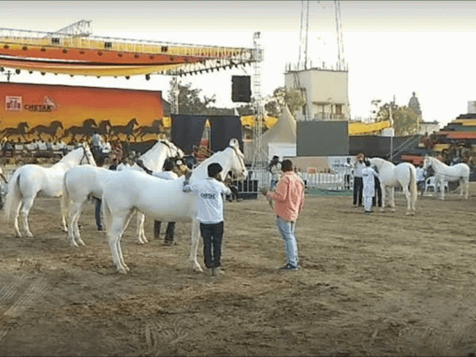 The horse market has crossed the highest turnover so far, the turnover in the house of 4 crores | अश्व बाजाराने ओलांडला आतापर्यंतचा उलाढालीचा उच्चांक, उलाढाल चार कोटीच्या घरात The horse market has crossed the highest turnover so far, the turnover in the house of 4 crores | अश्व बाजाराने ओलांडला आतापर्यंतचा उलाढालीचा उच्चांक, उलाढाल चार कोटीच्या घरात